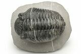 Large Phacopid (Drotops) Trilobite - Multi-Toned Shell Color #235808-2